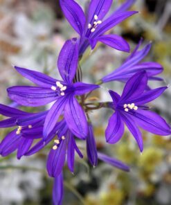 Alternative view of 10 BLUE SIBERIAN LILY Mountain Ixia Altai Ixiolirion Tataricum Flower Seeds