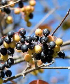 20 NANNYBERRY SWEET VIBURNUM Lentago Shrub Tree Blue Black Berry Fruit White Flower Seeds