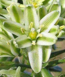 Alternative view of 20 PREGNANT ONION SEEDS aka False Sea Onion Lily Ornithogalum Caudatum Flower Good Houseplant