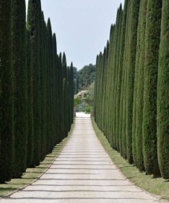 Alternative view of 20 MEDITERRANEAN CYPRESS TREE Italian Pencil Pine Cedar Cupressus Sempervirens Stricta Seeds