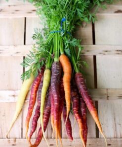 Alternative view of 500 RAINBOW CARROT MIX White Red Yellow Purple Orange Daucus Carrota Seeds