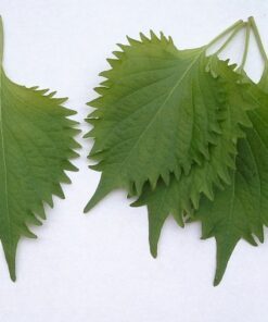 300 GREEN SHISO aka PERILLA Frutescens Ornamental Herb Seeds Green & Purple