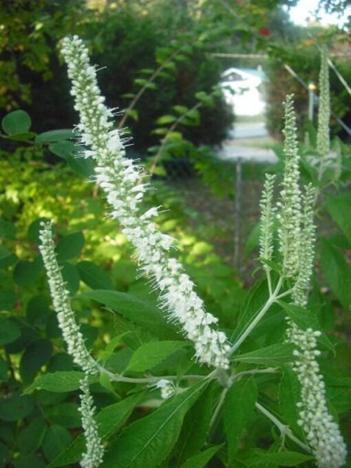 100 MINT BUSH White Elsholtzia Stauntonii Alba Chinese Mint Fragrant Shrub Seeds