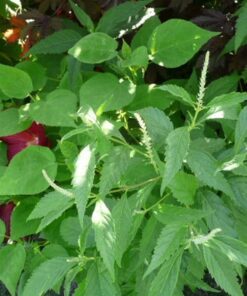Alternative view of 100 MINT BUSH White Elsholtzia Stauntonii Alba Chinese Mint Fragrant Shrub Seeds