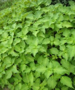 Alternative view of 300 GREEN SHISO aka PERILLA Frutescens Ornamental Herb Seeds Green & Purple