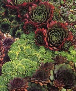 Alternative view of 120+ Sempervivum Hens and Chicks Seeds – Hardy Perennial Succulent, Ground Cover, Deer-Resistant, Low Maintenance, Mixed Colors