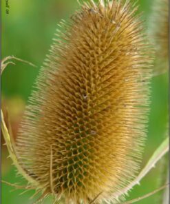Alternative view of 75 FULLERS TEASEL Indian Teasel Dipsacus Sativus White Flower Herb Seeds