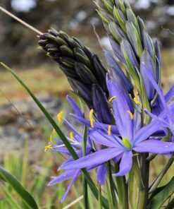 Alternative view of 30 BLUE CAMAS Camass Lily Wild Indian Hyacinth Camassia Quamash Flower Herb Seeds