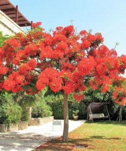 10 ROYAL POINCIANA TREE Delonix Regia aka Red Flame Flamboyant Tree Peacock Flower Seeds