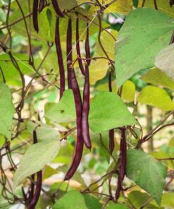 Alternative view of 25 RED NOODLE BEAN Yard Long Asparagus Bean Chinese Phaseolus Vulgaris Legume Vegetable Seeds