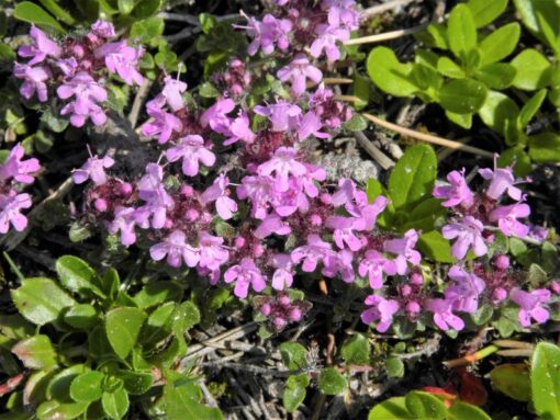 100 MOTHER OF THYME aka Lemon Broadleaved Large Thyme Thymus Pulegioides Herb Pink Flower Seeds