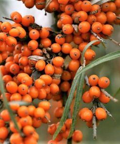 Alternative view of 100 SEABERRY Sea Buckthorn Elaeagnus Hippophae Rhamnoides Orange Berry Fruit Shrub Yellow Flower Silver Foliage Seeds