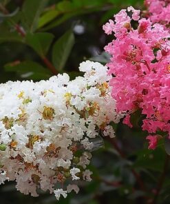Alternative view of 1000 Crepe Myrtle Seeds – Mixed Colors Red, Pink, Purple, White, Lilac, Lagerstroemia Indica, Sun-Loving, Zones 7-9, Bulk Pack