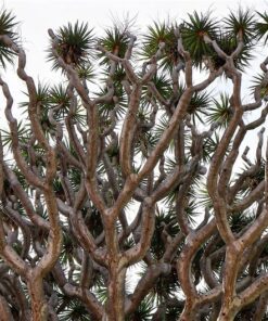 Alternative view of 10 DRAGON TREE Dracaena Draco Canary Island Drago Blood Asparagus Yucca Evergreen Succulent Houseplant Orange Berry White Flower Seeds