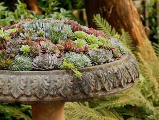 120+ Sempervivum Hens and Chicks Seeds – Hardy Perennial Succulent, Ground Cover, Deer-Resistant, Low Maintenance, Mixed Colors