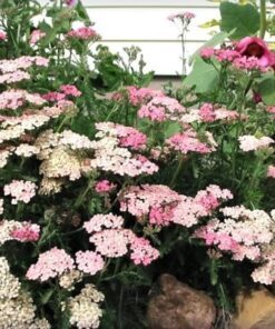 Alternative view of 500 MIXED SUMMER YARROW Achillea Millefolium Red Pink White Gold Peach Herb Flower Seeds