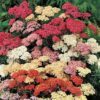 500 MIXED SUMMER YARROW Achillea Millefolium Red Pink White Gold Peach Herb Flower Seeds
