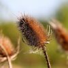 75 FULLERS TEASEL Indian Teasel Dipsacus Sativus White Flower Herb Seeds