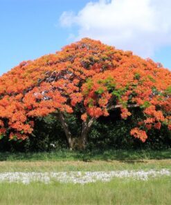 Alternative view of 10 ROYAL POINCIANA TREE Delonix Regia aka Red Flame Flamboyant Tree Peacock Flower Seeds