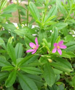 Alternative view of 150 FAME FLOWER Jewels of Opar Talinum Paniculatum Portulaca Patens Fameflower Vegetable Leaf Seeds