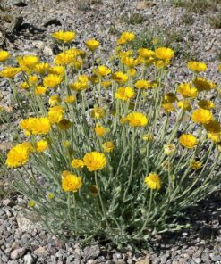 Alternative view of 500 Yellow DESERT MARIGOLD Baileya Multiradiata Showy Drought Paper Daisy Flower Herb Seeds