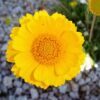 500 Yellow DESERT MARIGOLD Baileya Multiradiata Showy Drought Paper Daisy Flower Herb Seeds