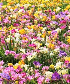 5 ROYAL CHAMPION Mix FREESIA Mixed Colors Pink Blue Purple Yellow Red Orange Flower Seeds