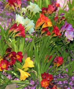 Alternative view of 5 ROYAL CHAMPION Mix FREESIA Mixed Colors Pink Blue Purple Yellow Red Orange Flower Seeds
