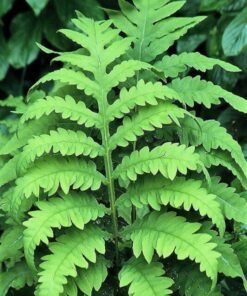 Alternative view of 1000 + SENSITIVE FERN Onoclea Sensibilis aka Bead or Sympathy Fern Spores Seeds