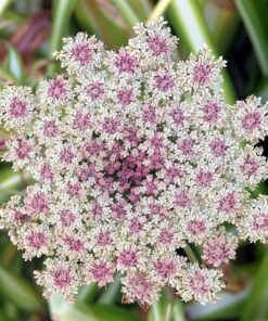 Alternative view of 300 BLACK NEBULA CARROT Daucus Carota Root Vegetable Seeds