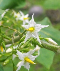 Alternative view of 50 Green AO DAIMARU EGGPLANT Solanum Melongena Japanese Asian Aubergine Fruit Vegetable Seeds