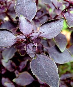 Alternative view of 500 RED RUBIN BASIL Ocimum Basilicum Purpurascens Spicy Herb White & Lavender Flowers Seeds