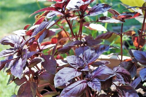 500 RED RUBIN BASIL Ocimum Basilicum Purpurascens Spicy Herb White & Lavender Flowers Seeds