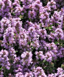 Alternative view of 100 MOTHER OF THYME aka Lemon Broadleaved Large Thyme Thymus Pulegioides Herb Pink Flower Seeds