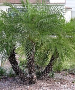 Alternative view of 10 PYGMY DATE PALM Phoenix Roebelenii Dwarf Miniature Ornamental Fruit Tree Houseplant Seeds Flat
