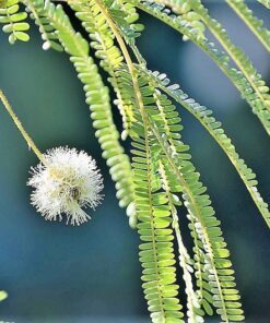 Alternative view of 20 FEATHER TREE Fern of the Desert Feather Bush Lysiloma Thornberi Watsonii White Flower Shrub Seeds