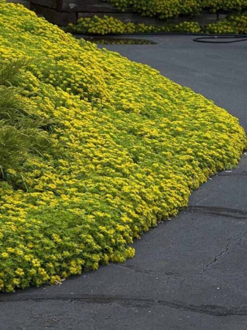 120+ Sedum Yellow Stonecrop Succulent Seeds – Perennial Ground Cover, Drought-Tolerant, Low Maintenance, Bright Yellow Flowers, Zones 4-9