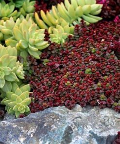 Alternative view of 80+ Sedum Voodoo Seeds – Red Succulent Ground Cover, Drought-Tolerant Perennial, Low-Maintenance, Full Sun or Partial Shade
