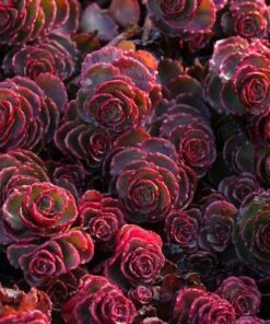 80+ Sedum Voodoo Seeds – Red Succulent Ground Cover, Drought-Tolerant Perennial, Low-Maintenance, Full Sun or Partial Shade