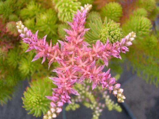 120+ Sedum Seastar Seeds – Widows Cross Succulent Ground Cover, Shade-Tolerant, Perennial, Pink Blooms, Drought & Deer Resistant, Zones 6-9