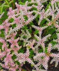 Alternative view of 120+ Sedum Seastar Seeds – Widows Cross Succulent Ground Cover, Shade-Tolerant, Perennial, Pink Blooms, Drought & Deer Resistant, Zones 6-9