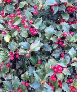 40 AMERICAN HOLLY Ilex Opaca Tree Shrub Evergreen Red Berry Seeds aka White Holly Prickly Holly Christmas Holly Yule Holly