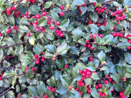40 AMERICAN HOLLY Ilex Opaca Tree Shrub Evergreen Red Berry Seeds aka White Holly Prickly Holly Christmas Holly Yule Holly