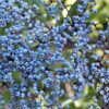50 BLUE ELDERBERRY Sambucus Caerulea Arizona Blue Elder Tree Shrub Fruit Berry Seeds