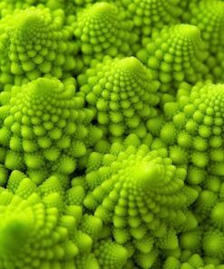 Alternative view of 500 ROMANESCO BROCCOLI Broccoflower Roman Cauliflower Pyramid Broccolo Brassica Oleracea Vegetable Seeds