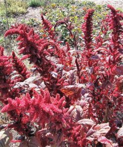 Alternative view of 500 MIDNIGHT RED AMARANTHUS Cruentus Amaranth Flower Leaf Vegetable Seeds