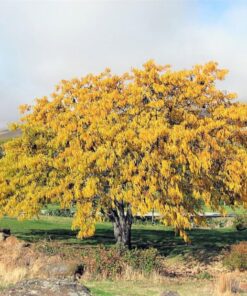 Alternative view of 10 Thornless HONEYLOCUST Gleditsia Triacanthos Inermis Imperial Honey Locust Golden Yellow Tree Seeds