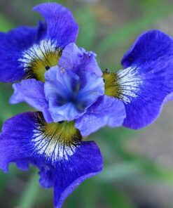 Alternative view of 20 MIXED SIBERIAN IRIS Sibirica Iris Bicolor Blue Red White Purple Siberian Flag Flower Seeds