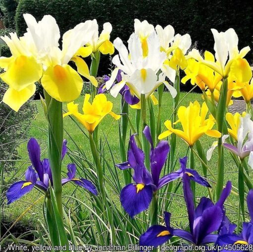 20 MIXED SIBERIAN IRIS Sibirica Iris Bicolor Blue Red White Purple Siberian Flag Flower Seeds