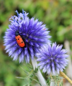 Alternative view of 25 Blue GLOBE THISTLE Echinops Ritro Southern Globethistle Pollinator Flower Seeds